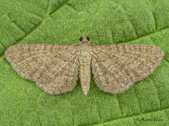 70.153 Lead-coloured Pug Copyright Martin Evans 