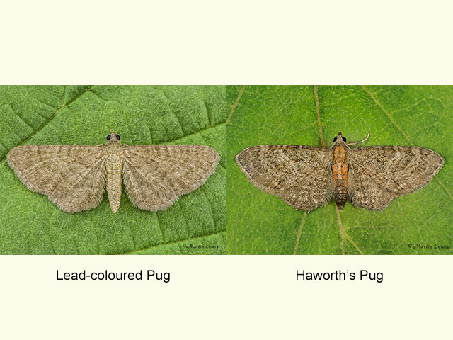  70.153 Lead-coloured Pug and Haworth's Pug Copyright Martin Evans 