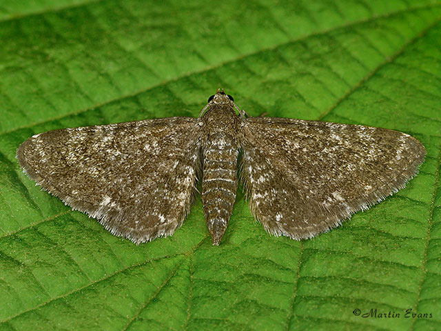  70.154 Marsh Pug Copyright Martin Evans 
