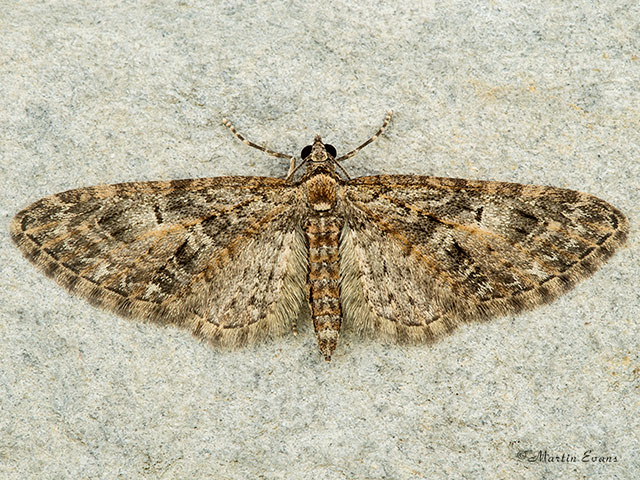  70.156 Brindled Pug Copyright Martin Evans 