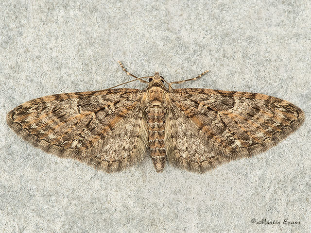  70.156 Brindled Pug Copyright Martin Evans 
