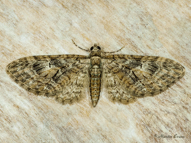  70.156 Brindled Pug Copyright Martin Evans 