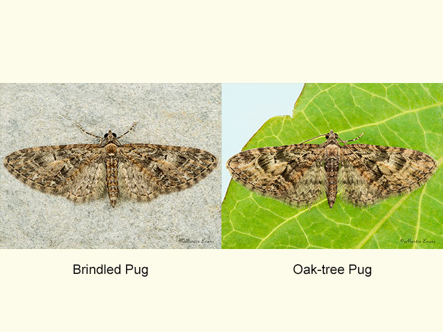  Brindled Pug and Oak-tree Pug Copyright Martin Evans 