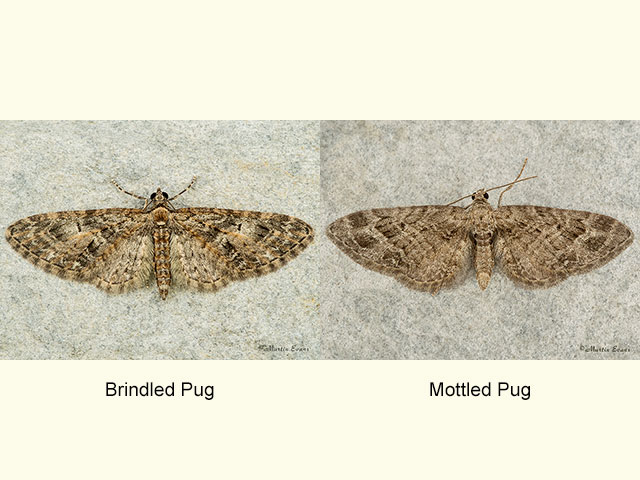  Brindled Pug and Mottled Pug Copyright Martin Evans 