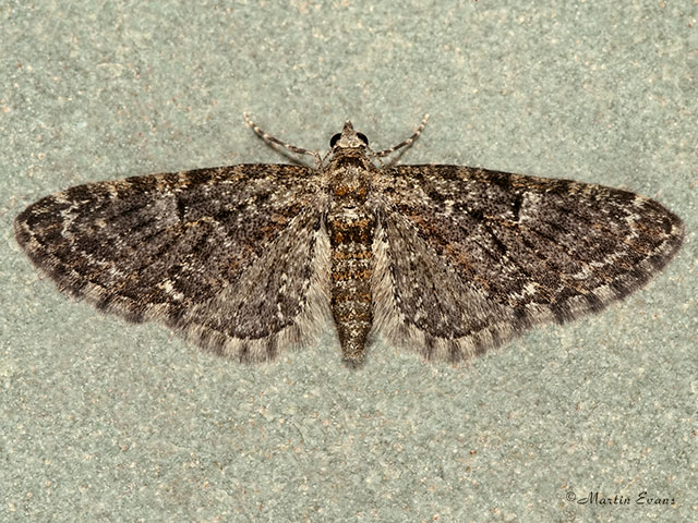  70.157 Oak-tree Pug Copyright Martin Evans 