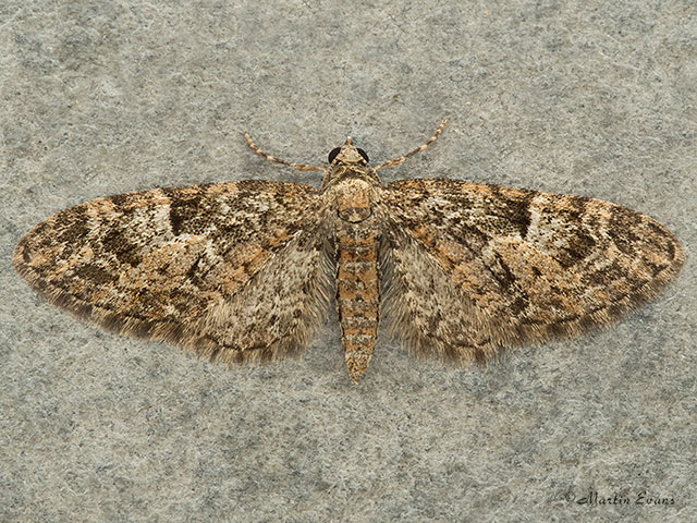  70.157 Oak-tree Pug Copyright Martin Evans 