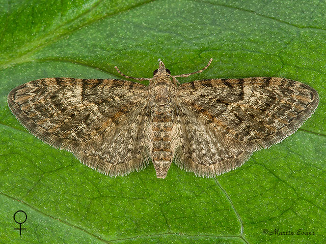  70.157 Oak-tree Pug female Copyright Martin Evans 