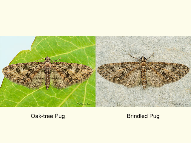  70.157 Oak-tree Pug and Brindled Pug Copyright Martin Evans 