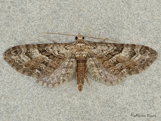  70.158 Juniper Pug Copyright Martin Evans 