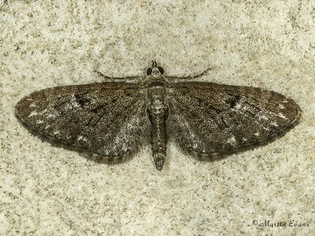  70.158 Juniper Pug melanic form Copyright Martin Evans 