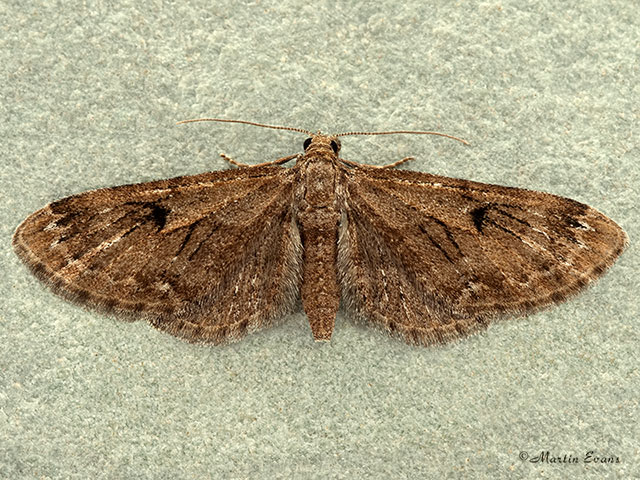  70.158 Juniper Pug Copyright Martin Evans 