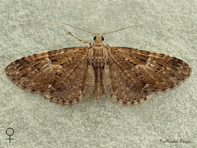 70.158 Juniper Pug female Copyright Martin Evans 