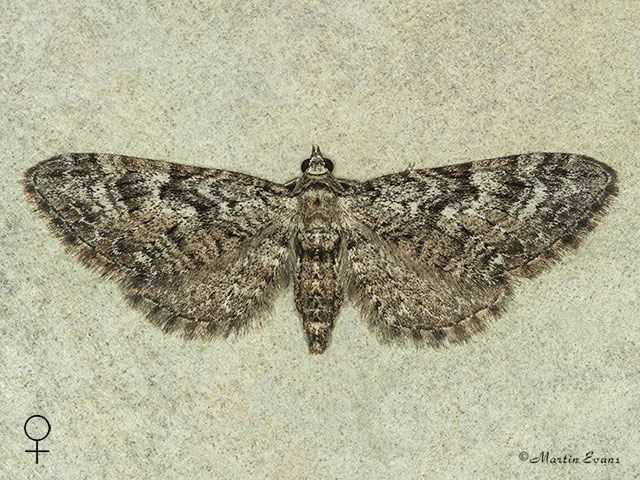  70.158 Juniper Pug female Copyright Martin Evans 