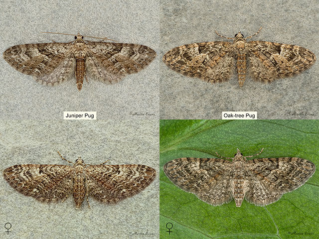  70.158 Juniper Pug and Oak-tree Pug Copyright Martin Evans 