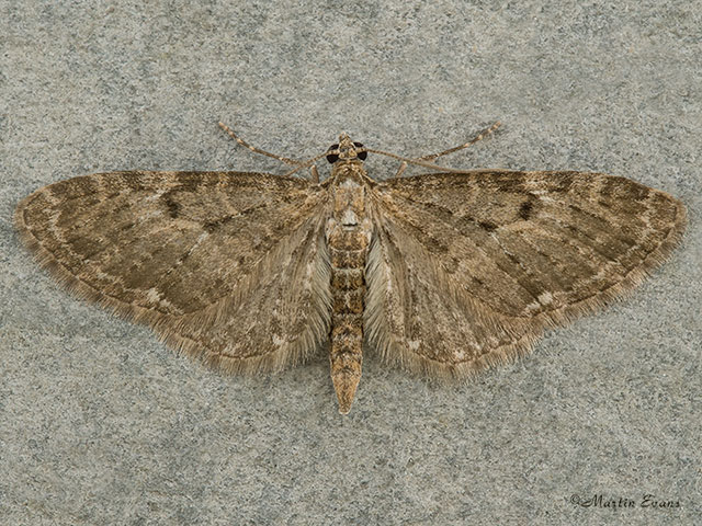  70.161 Golden-rod Pug Copyright Martin Evans 