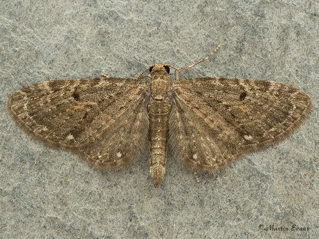  70.161 Golden-rod Pug Copyright Martin Evans 