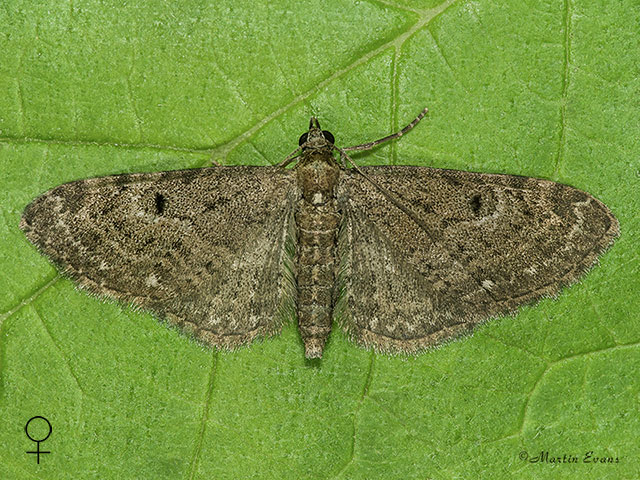  70.161 Golden-rod Pug female Copyright Martin Evans 