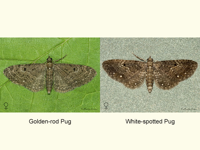  70.161 Golden-rod Pug and White-spotted Pug Copyright Martin Evans 