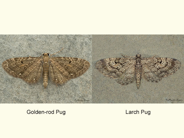  70.161 Golden-rod Pug and Larch Pug Copyright Martin Evans 