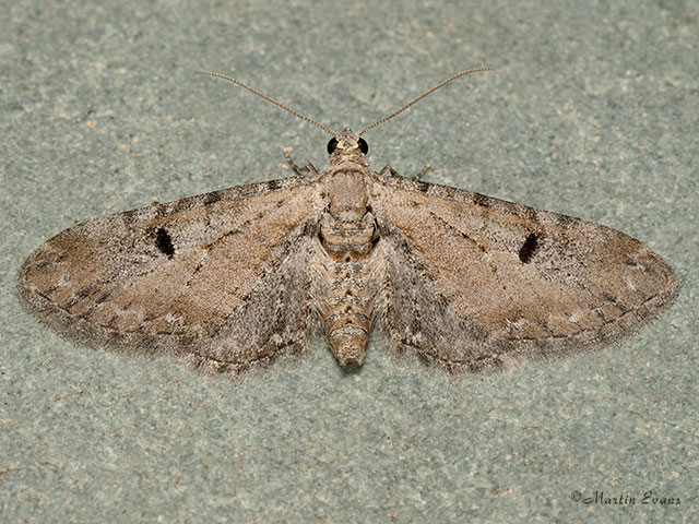  70.165 Pimpinel Pug Copyright Martin Evans 