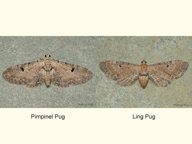  70.165 Pimpinel Pug and 	Ling Pug Copyright Martin Evans 