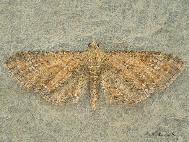  70.166 Plain Pug Copyright Martin Evans 
