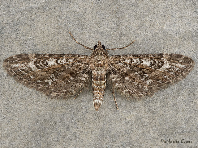  70.168 Narrow-winged Pug Copyright Martin Evans 