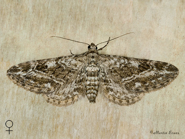  70.168 Narrow-winged Pug Copyright Martin Evans 