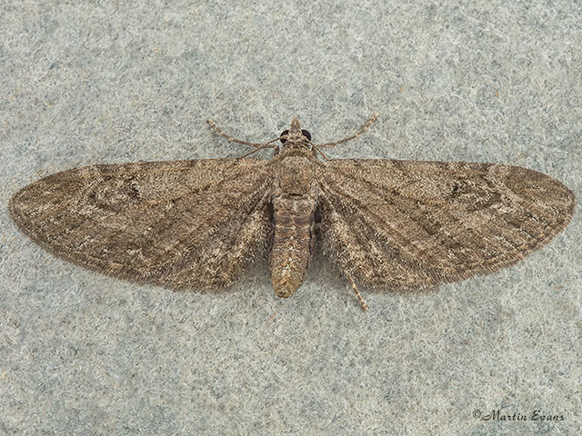  70.169 Angle-barred Pug Copyright Martin Evans 