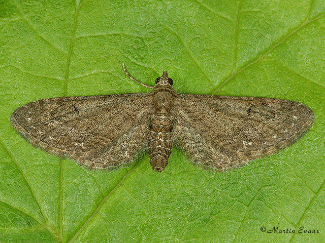  70.169 Angle-barred Pug Copyright Martin Evans 