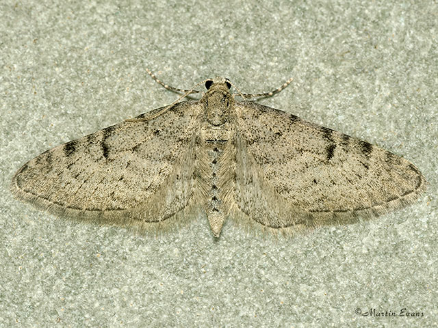  70.171 Ochreous Pug Copyright Martin Evans 