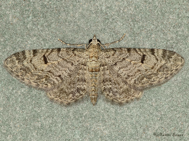  70.172 Thyme Pug Copyright Martin Evans 