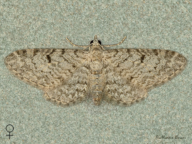  70.172 Thyme Pug female Copyright Martin Evans 