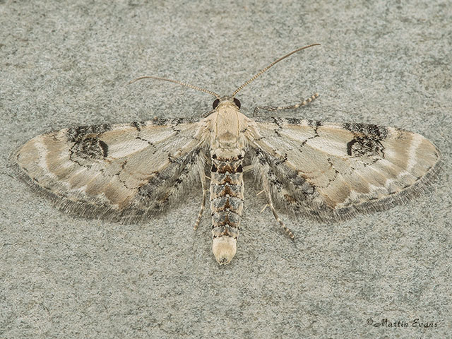  70.173 Lime-speck Pug Copyright Martin Evans 