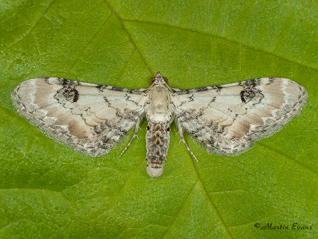  70.173 Lime-speck Pug Copyright Martin Evans 