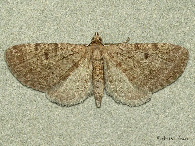  70.175 Triple-spotted Pug Copyright Martin Evans 