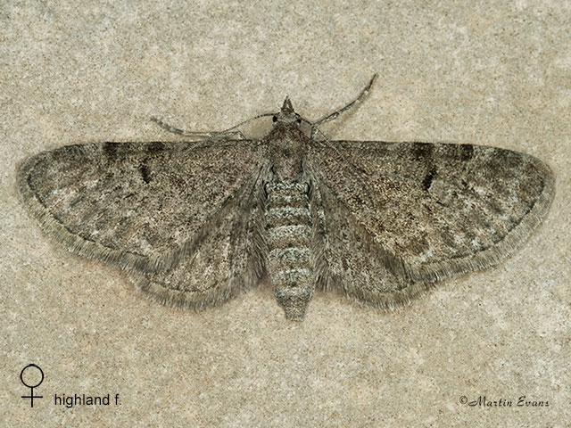  70.175 Triple-spotted Pug Scottish form Copyright Martin Evans 