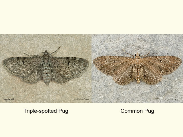  70.175 Triple-spotted Pug and Common Pug Copyright Martin Evans 