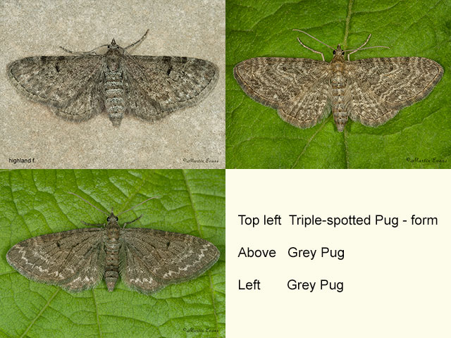  70.175 Triple-spotted Pug and Grey Pug Copyright Martin Evans 