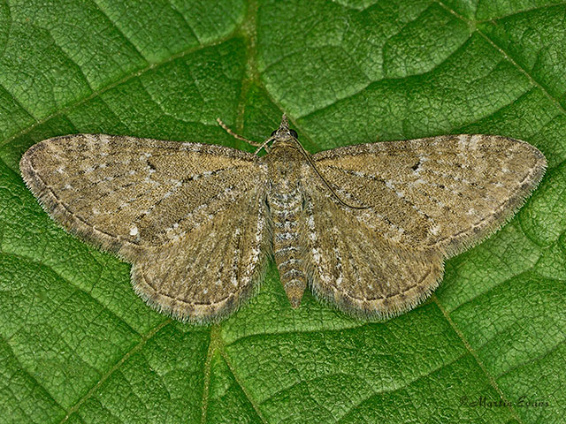  70.177 Satyr Pug Copyright Martin Evans 