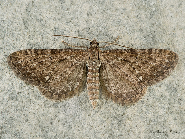  70.177 Satyr Pug northern form Copyright Martin Evans 
