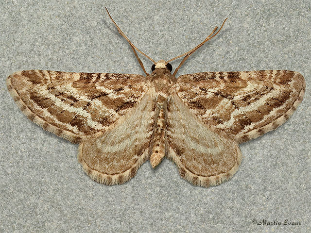  70.178 Scarce Pug Copyright Martin Evans 