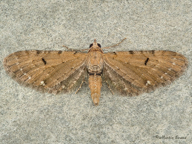  70.179 Wormwood Pug Copyright Martin Evans 