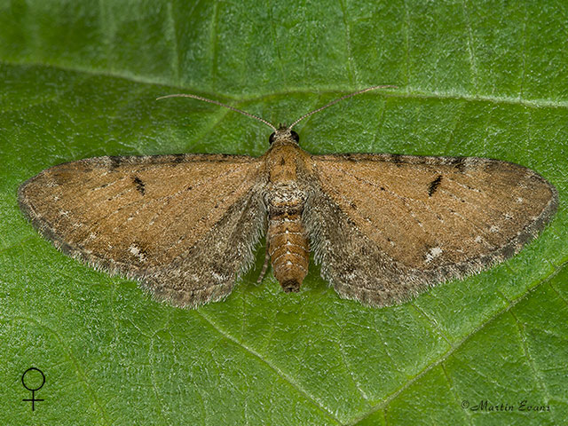  70.179 Wormwood Pug female Copyright Martin Evans 