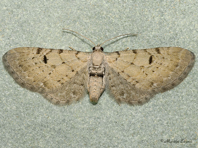  70.180 Bleached Pug Copyright Martin Evans 