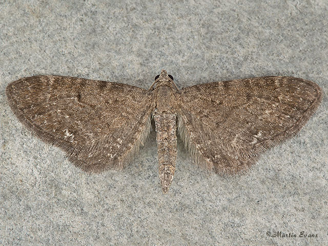  70.181 Valerian Pug Copyright Martin Evans 