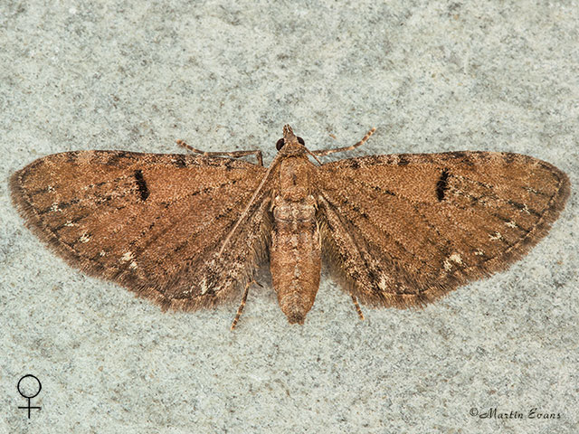  70.182 Currant Pug female Copyright Martin Evans 