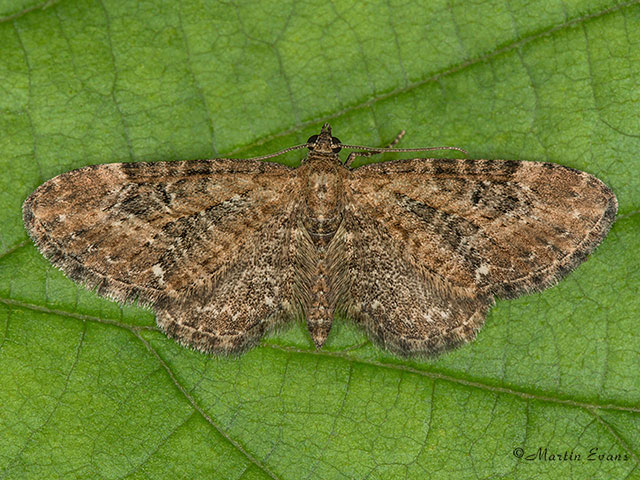  70.183 Common Pug Copyright Martin Evans 