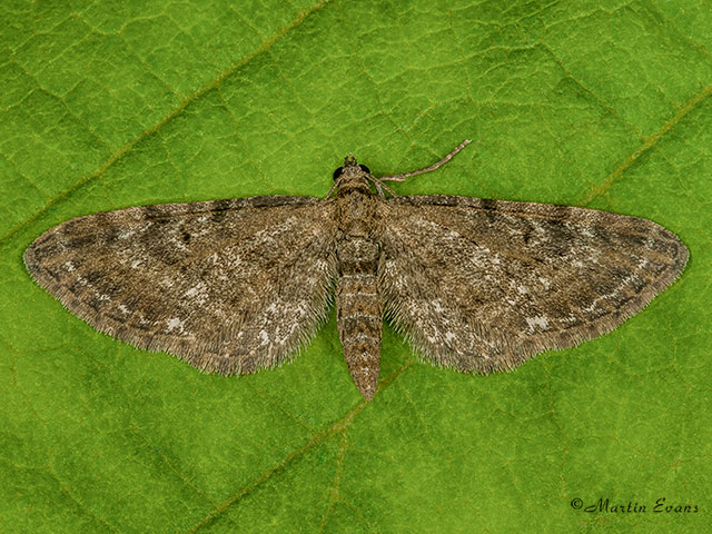  70.183 Common Pug Copyright Martin Evans 