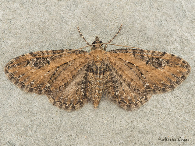  70.183 Common Pug Copyright Martin Evans 